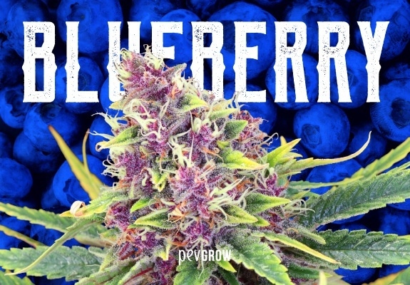 Blueberry, a cannabis artwork that continues to evolve