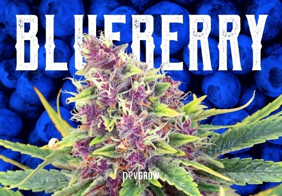 Blueberry, une œuvre d’art cannabique qui continue à évoluer