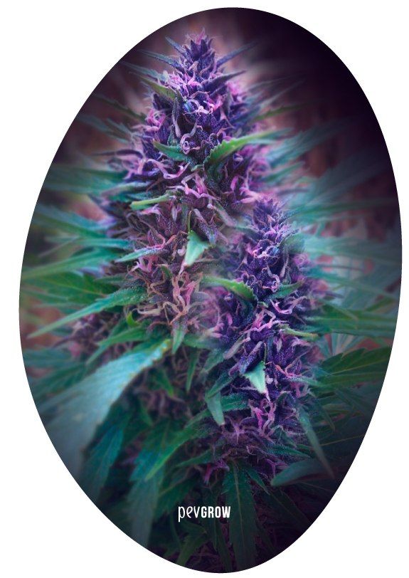 Image of a Blueberry sativa at the end of the flowering period