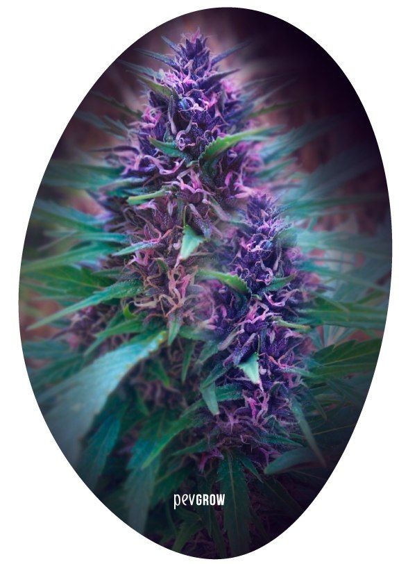 Image d'une Blueberry sativa à la fin de la période de floraison*