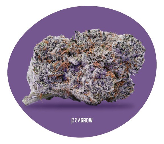 Image of a cured Purple Punch bud