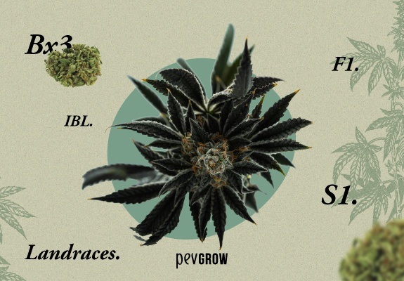 Imagen de una planta de cannabis rodeada de nombres que son conceptos que en ocasiones acompañan al nombre de alguna cepa