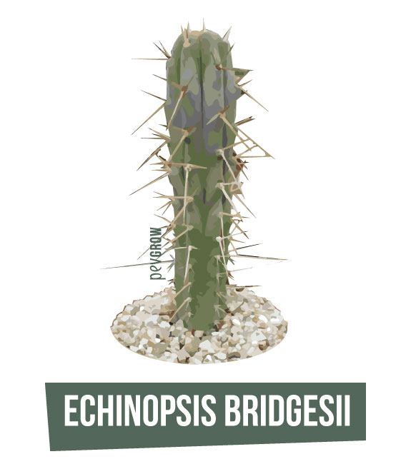 Photographie d'un Echinopsis Bridgesii dont on peut voir les longues pointes*