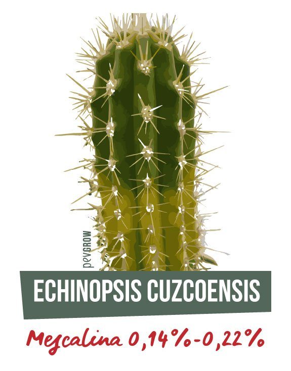 Imagen de bellos ejemplares de Echinopsis Cuzcoensis en flor*