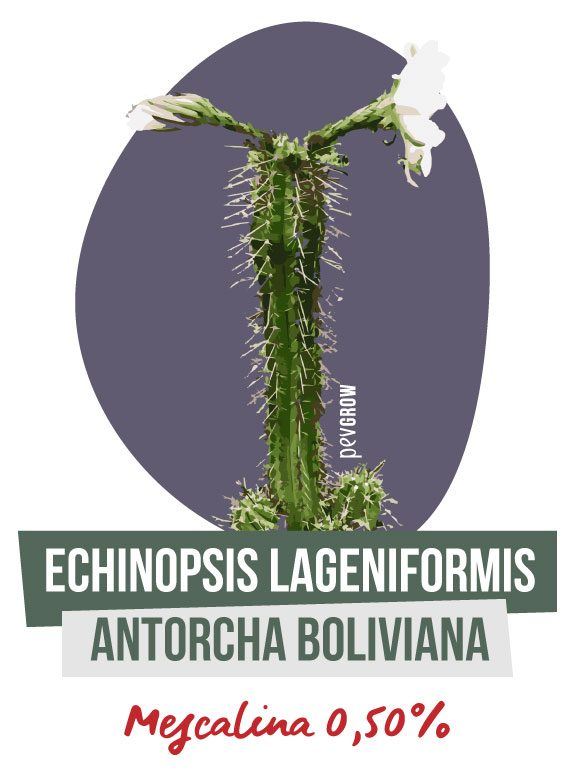 Photographie d'un Echinopsis Lageniformis ou Torche bolivienne cultivé en plein air*