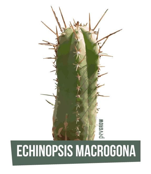 Fotografía donde se ve varios cactus Echinopsis Macrogona al natural*