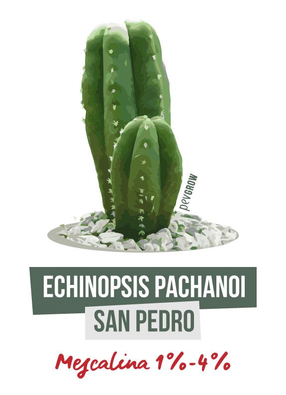 Image d'un San Pedro Echinopsis Pachanoi*