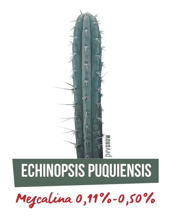 Photographie d'un Echinopsis Puquiensis avec ses pointes proéminentes*
