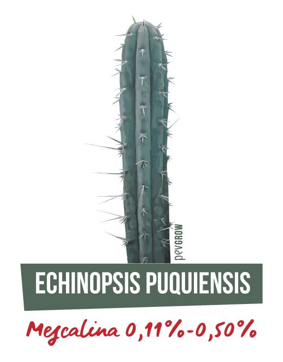 Photograph of an Echinopsis Puquiensis with its prominent spikes*