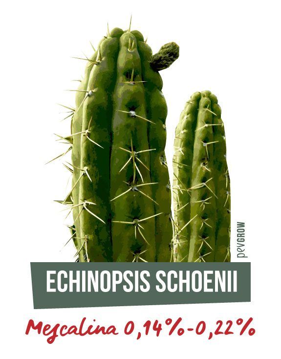 Imagen de Echinopsis Schoenii en su hábitat natural*