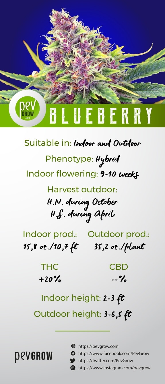 Characteristics marijuana plant variety Blueberry