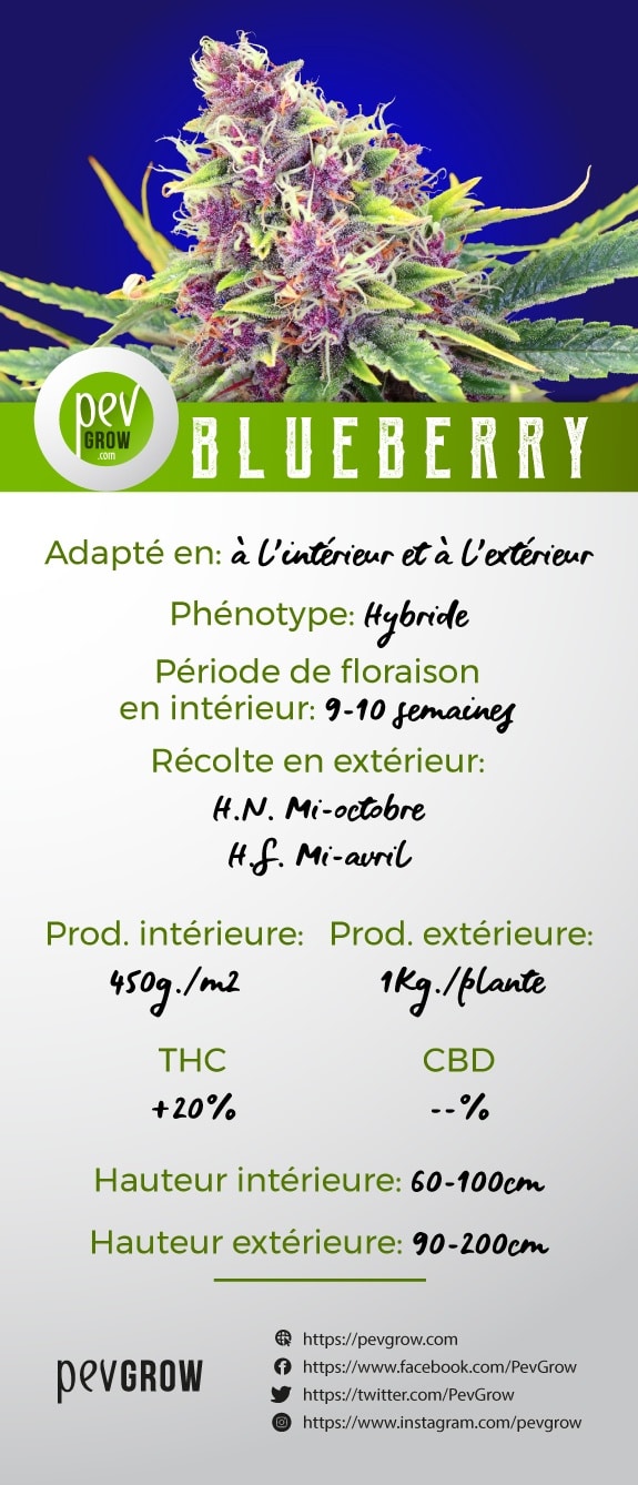 Caractéristiques de la variété de plante de marijuana Blueberry