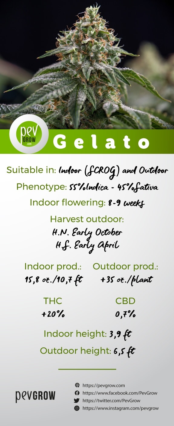 Characteristics marijuana plant variety Gelato