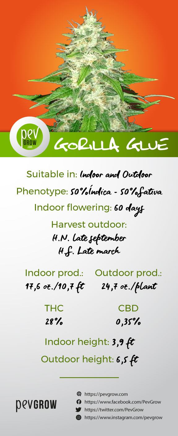 Highlights and characteristics Gorilla glue