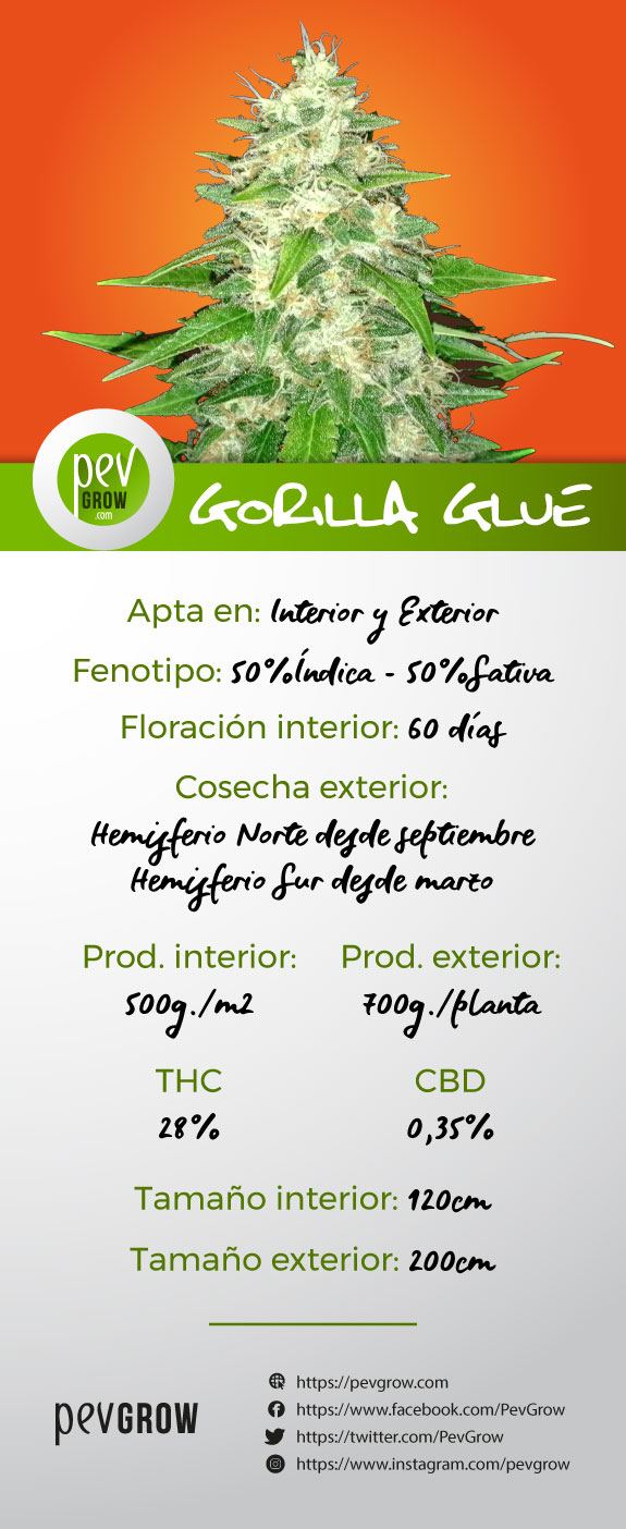 Ficha caracteristicas Gorilla glue