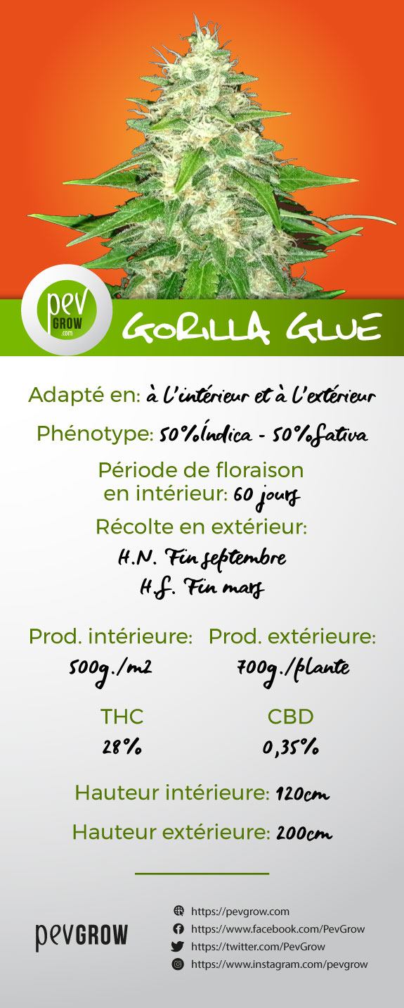 Traits caractéristiques Gorilla glue