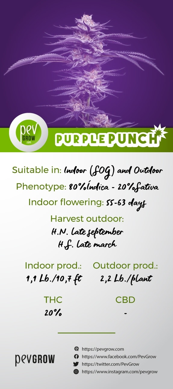 Characteristics of the variety Purple Punch*.
