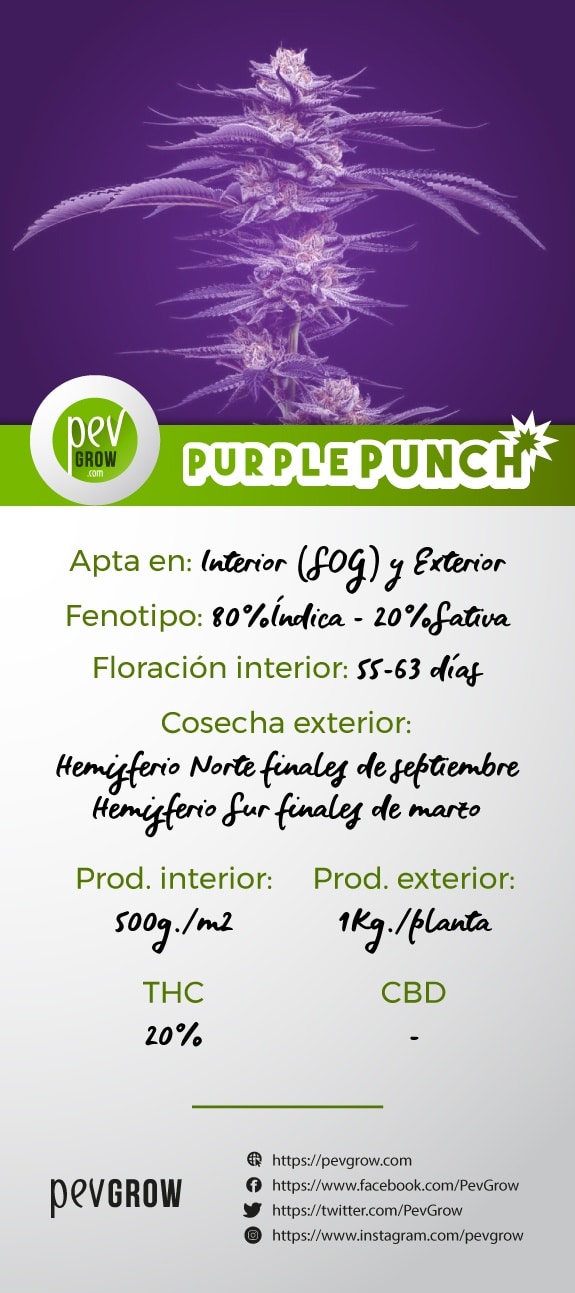 Ficha caracteristicas de la variedad Purple Punch*