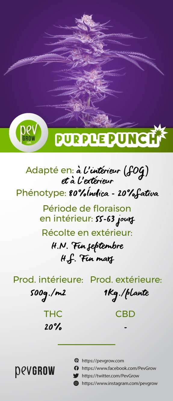 Caractéristiques de la variété Purple Punch*.