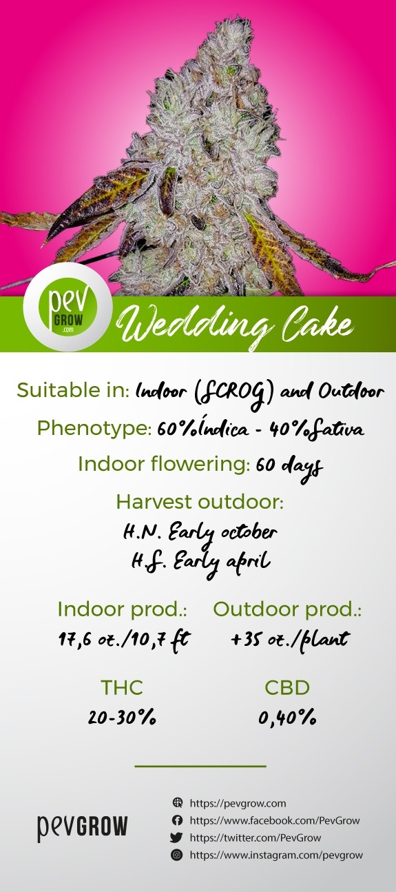 Characteristics of the variety Wedding Cake