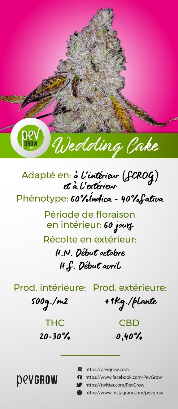 Caractéristiques de la variété Wedding Cake