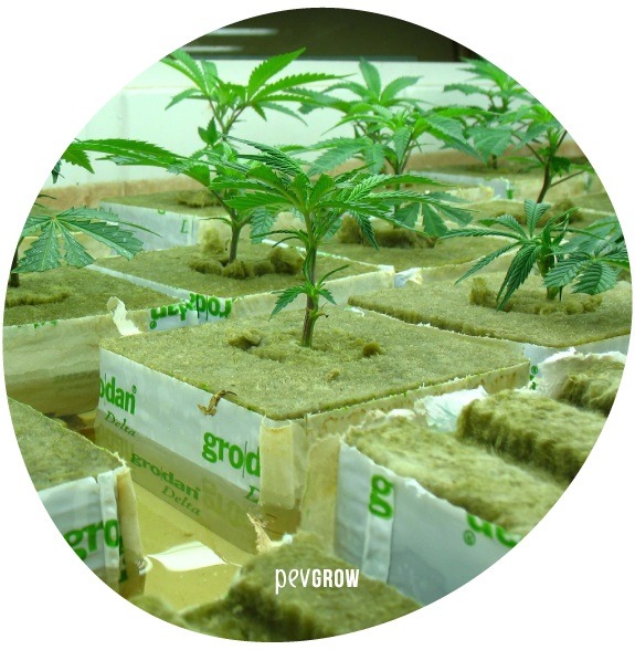 Photograph of a hydroponic crop with rock wool*