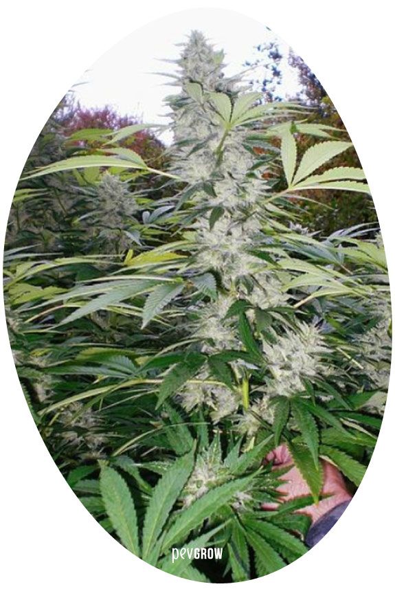 Photo d'une plante de GG Strain #4 à l'extérieur*