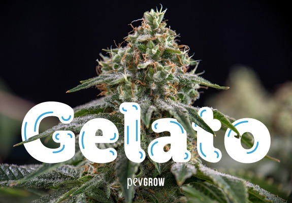 Gelato, das derzeit bevorzugte Cannabis.