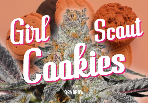 Imagem de uma planta de maconha com seu nome escrito em cima Girl Scout Cookies e alguns cookies ao fundo