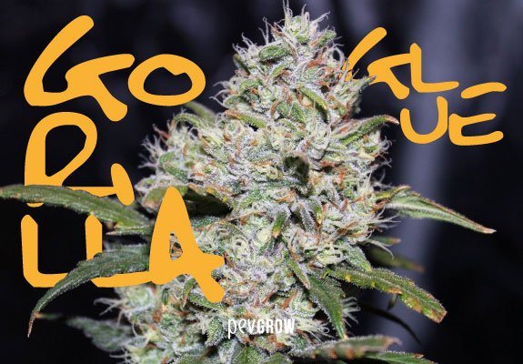Gorilla Glue, the stickiest and most powerful cannabis plant