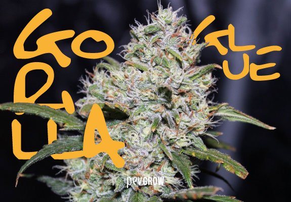 Gorilla Glue, la planta de cannabis más pegajosa y potente