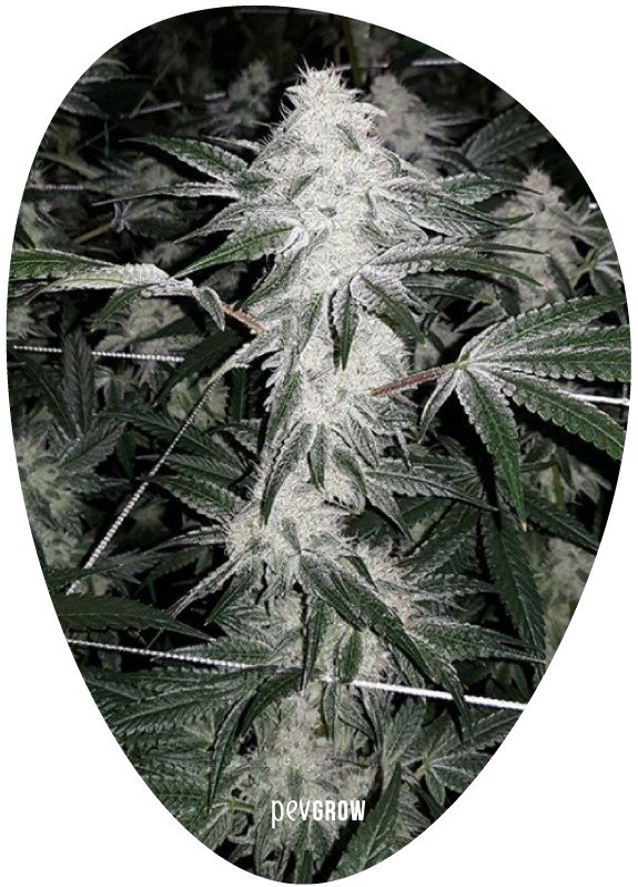 Image de la variété Triangle Mints cultivée à l'intérieur*