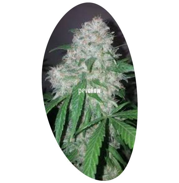 Image of a bud of PEV Bank Seeds' Amnesia Lemon*