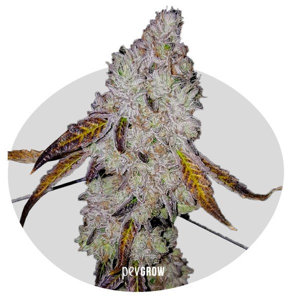 LSO Black Breath AAAA | Indica Strains | Speed Greens