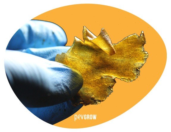 Image of a sample of Rosin from Cookies that shows an incredible transparency