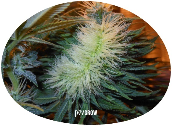 Image d'une plante de cannabis polyploïde avec la crête typique à l'extrémité principale*.