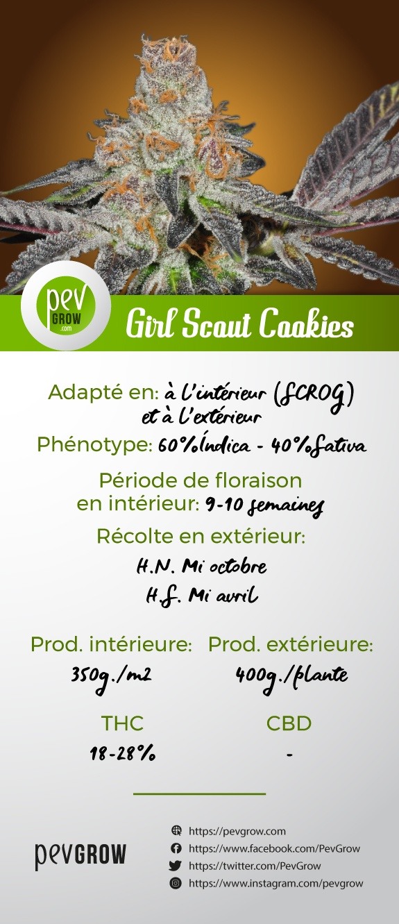 Infographie avec les caractéristiques de la variété Girl Scout Cookies*