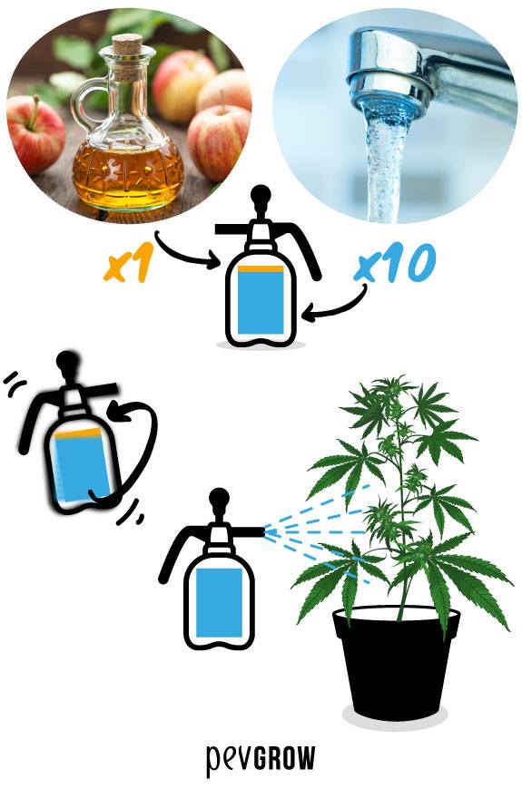 Photographie d'une burette avec des pommes en arrière-plan et les étapes à suivre pour réaliser l'insecticide* 