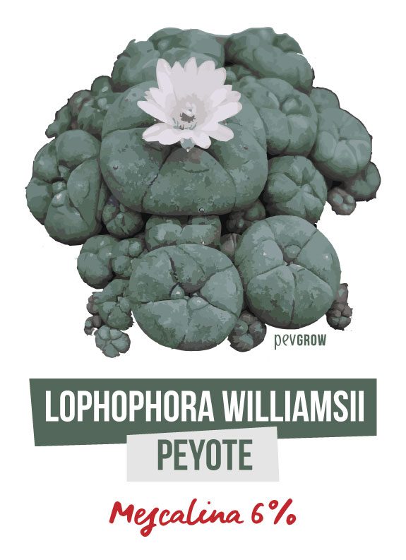 Fotografía de muchos Peyotes Lophophora Williamsii en un cultivo de exterior*