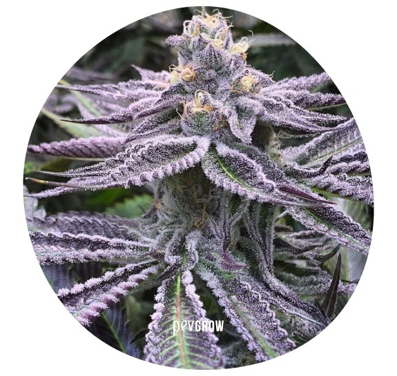 Photo d'une plante de Purple Punch terminant son cycle de floraison*