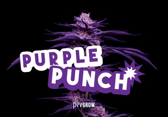 Una planta de marihuana morada, variedad Purple Punch, y su nombre escrito encima