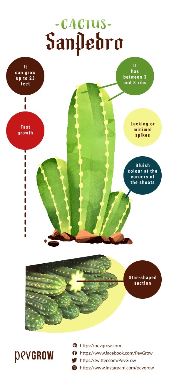 Image in which the distinctive features of San Pedro cactus can be seen*