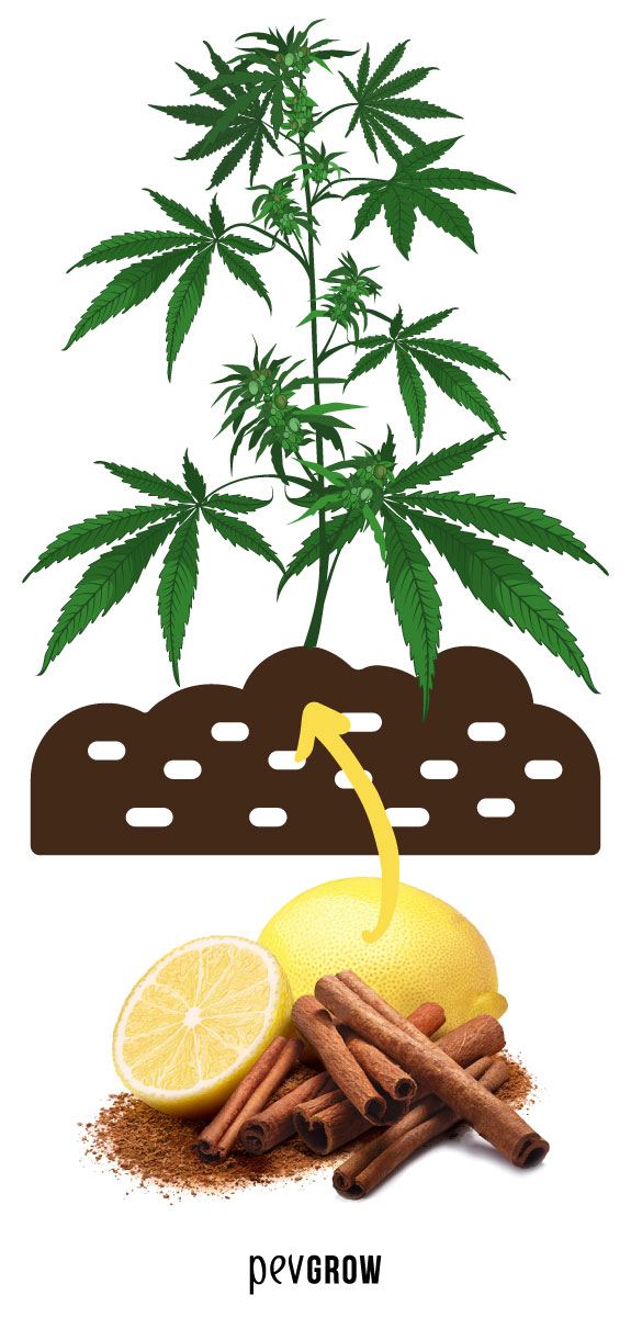 Image where we can see cinnamon sticks and ground cinnamon with a lemon and a half on the background and steps for making the insecticide** et un citron et demi broyé derrière et les étapes à suivre pour réaliser l'insecticide*