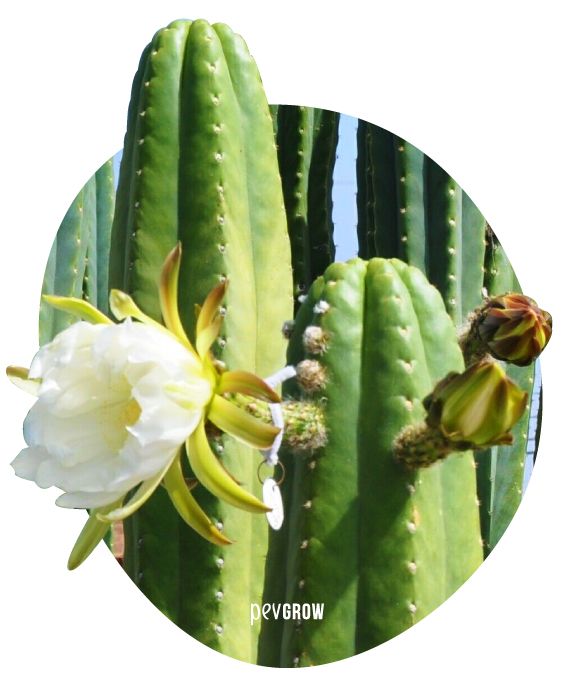 Image d'un San Pedro avec sa fleur caractéristique