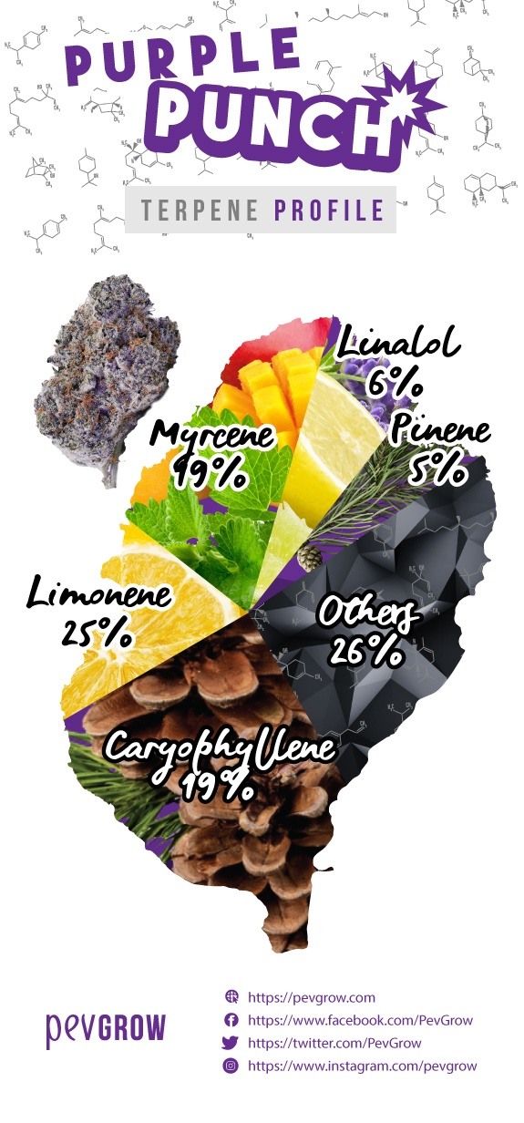 Graph with the distribution of terpenes