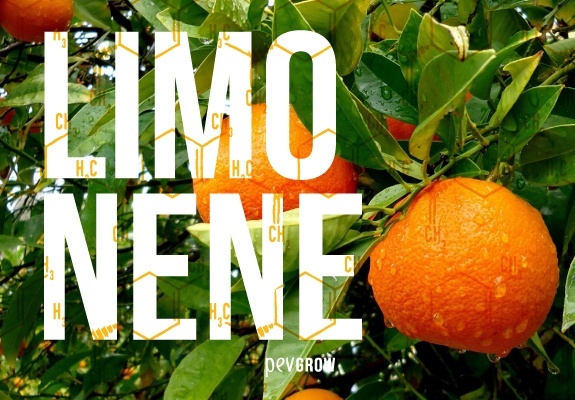 Una cenefa de estructuras quimicas del limoneno se superponen sobre una foto de citricos