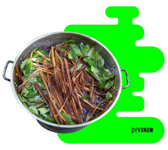 Image of the potion known as Ayahuasca in its preparation recipient*