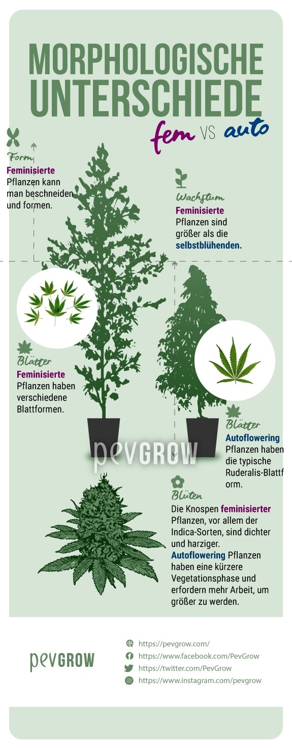 Das Bild zeigt die morphologischen Unterschiede zwischen feminisierten und autoflowering Cannabispflanzen*