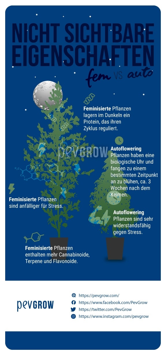 Das Bild zeigt die nicht sichtbaren Eigenschaften der feminisierten und autoflowering Pflanzen*