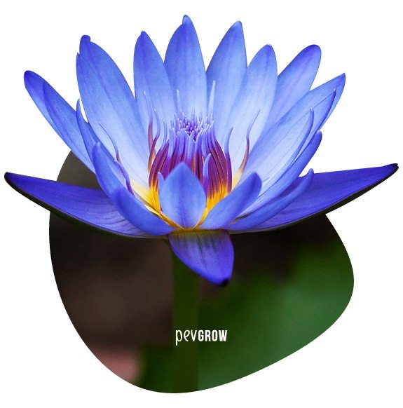Photograph of a beautiful blue Lotus flower in its natural state*